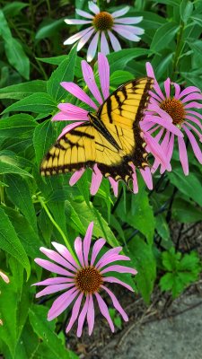 Butterflys and Bugs