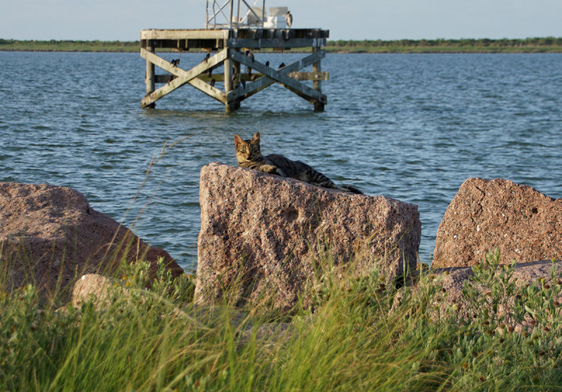 Shrimp Boat Cat