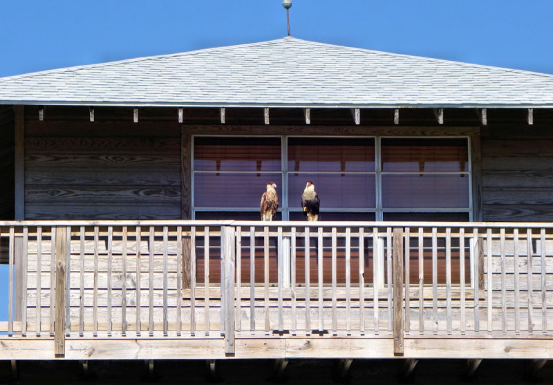 Caracara Couple