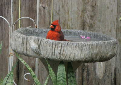 Cardinal Red