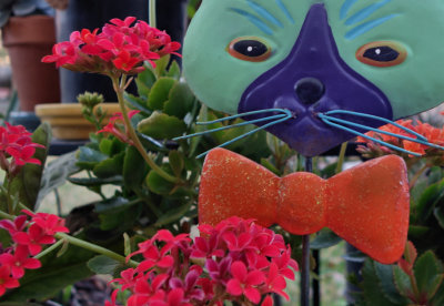 Cat in Kalanchoe