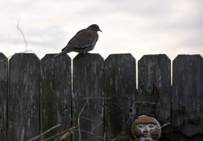 White Winged Dove