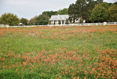 Indian Paintbrush