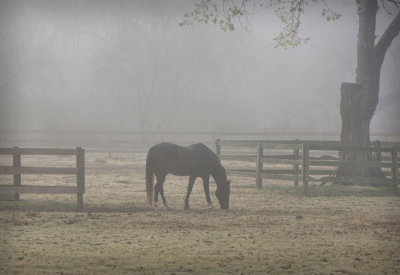 Foggy Pasture