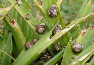 Snail Fest