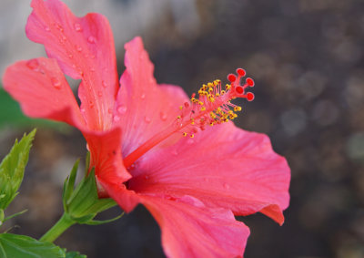 Hibiscus