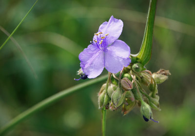 Spiderwort