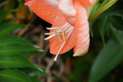 Amaryllis Time