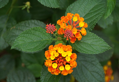 Lantana