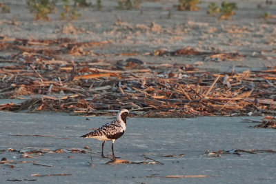 Blackbellied Plover