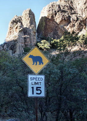 Bear Crossing