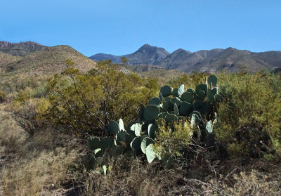 Distant Tortuga Mountain