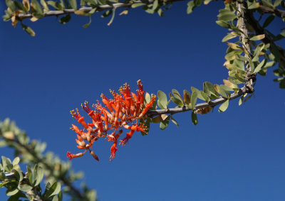 Ocotillo Bloom