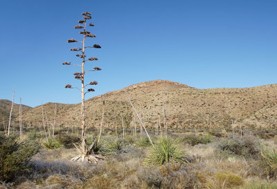 Blooming Agave