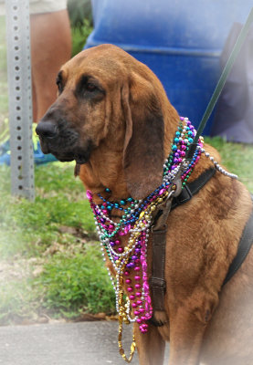 Party Hound