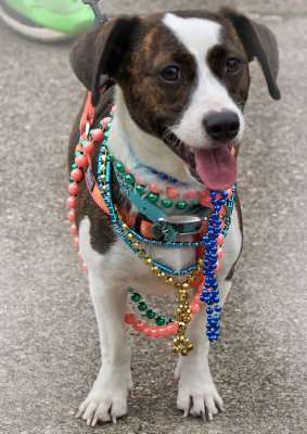 Parade Pup