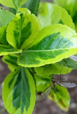 Crane Fly