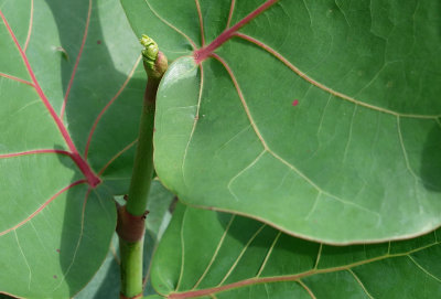 Seagrape Leaves