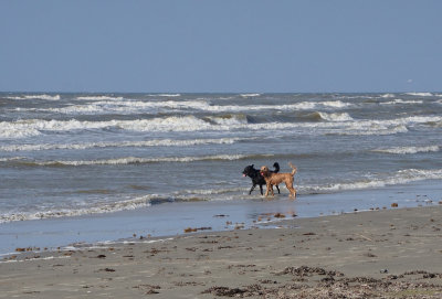 Happy Dogs