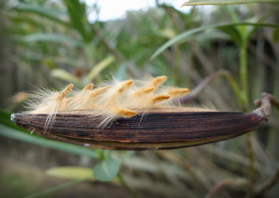 Oleander Seeds