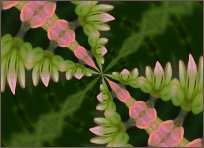 Kalanchoe Kaleidoscope