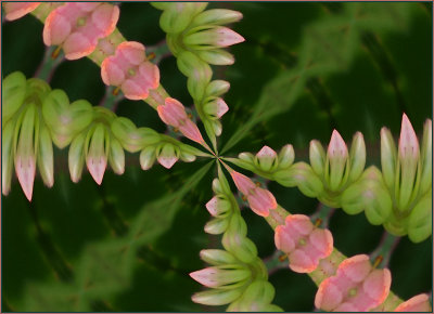 Kalanchoe Kaleidoscope