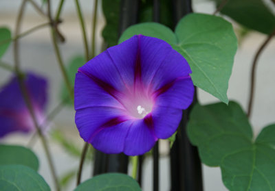 Morning Glory