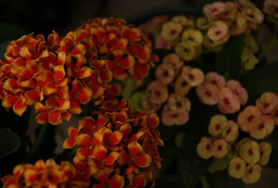Multicolored 