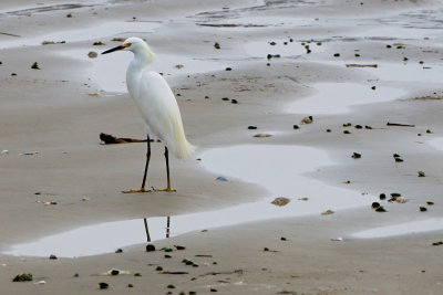 Egret