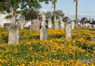 Wildflowers and Gravestones