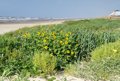 Sea Isle Sunflowers