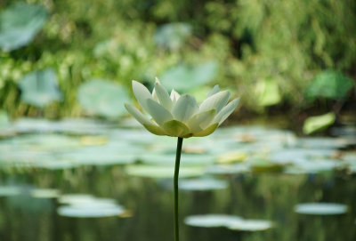 MY WATER LILY GALLERY