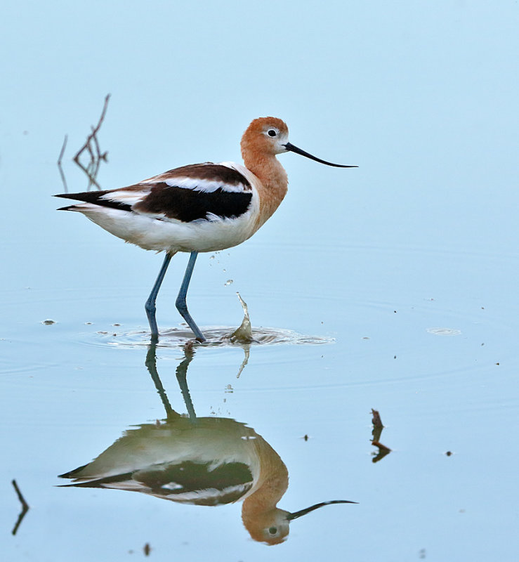 American Avocet