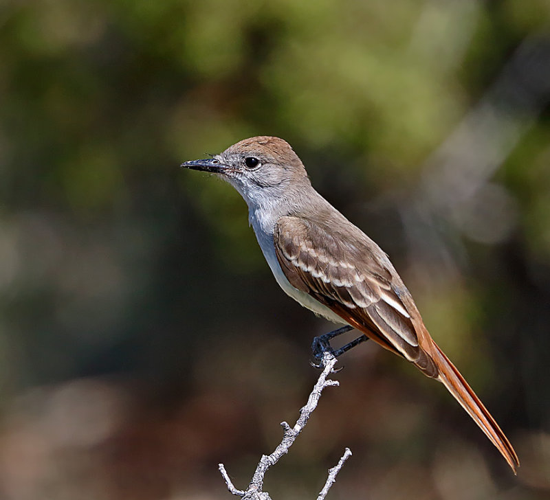 Ash-throated Flycatcher