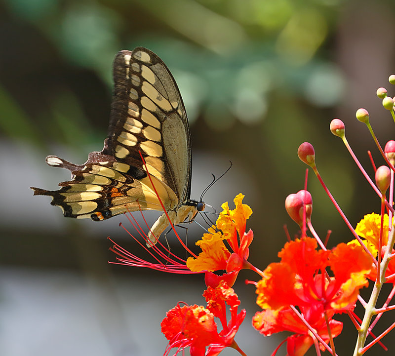 Giant Swallowtail