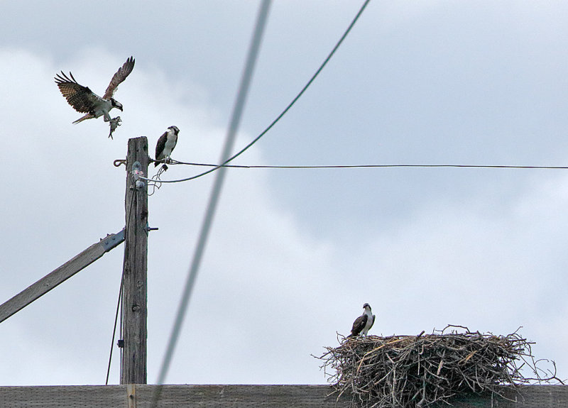 Osprey nest