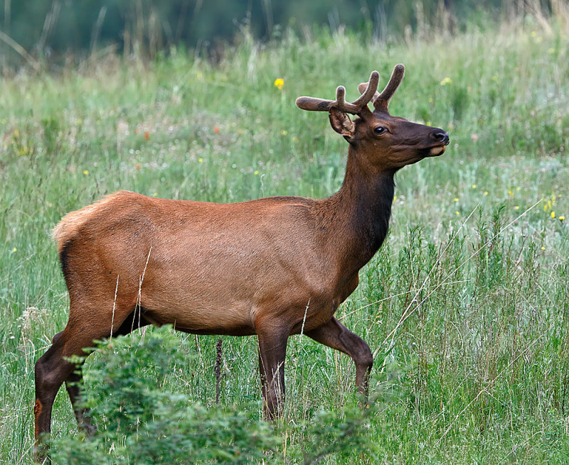 Elk