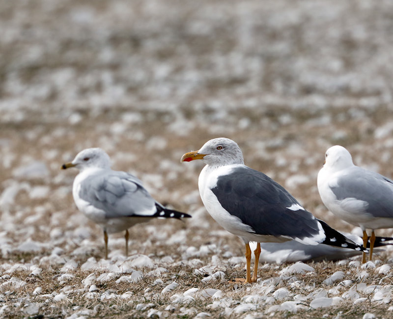 Lesser Black-backed Gull