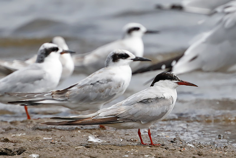 Common Tern