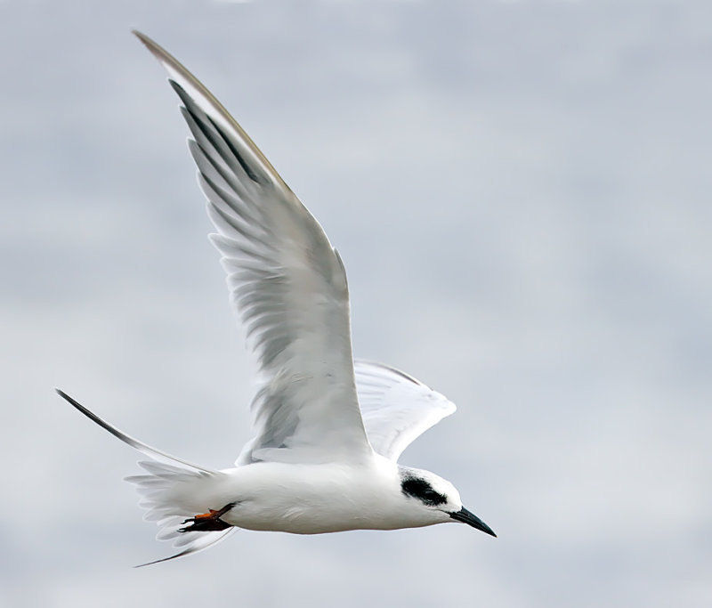 Forsters Tern