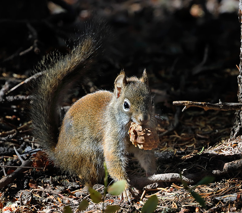 American Red Squirrel