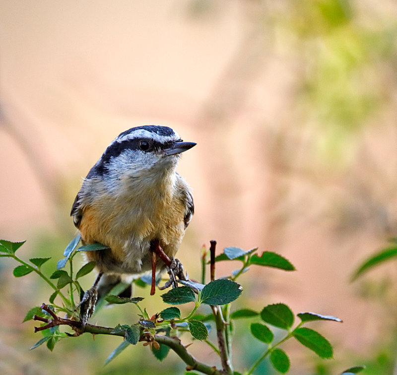 Red-breasted Nuthatch