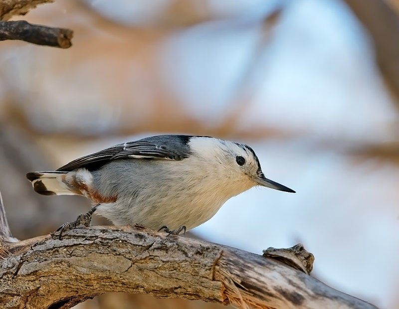 White-breasted Nuthatch