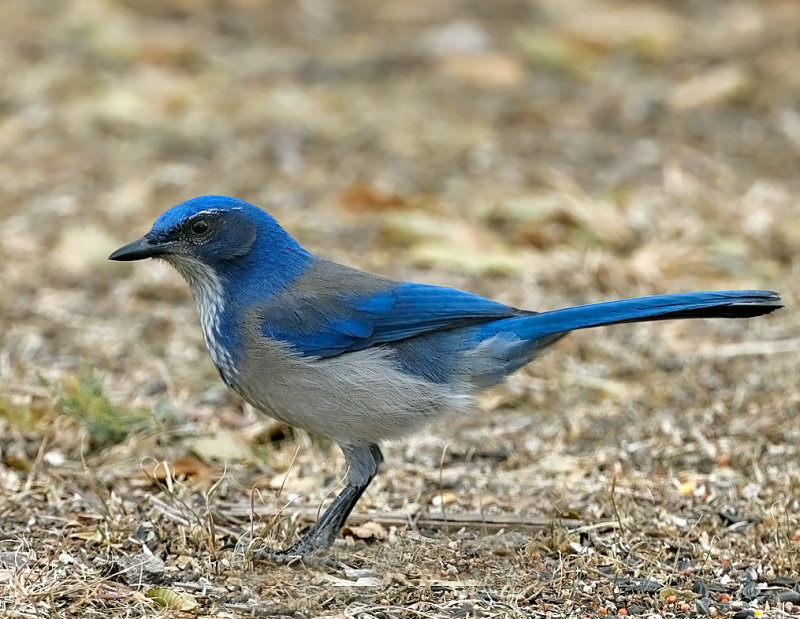 Woodhouses Scrub-Jay