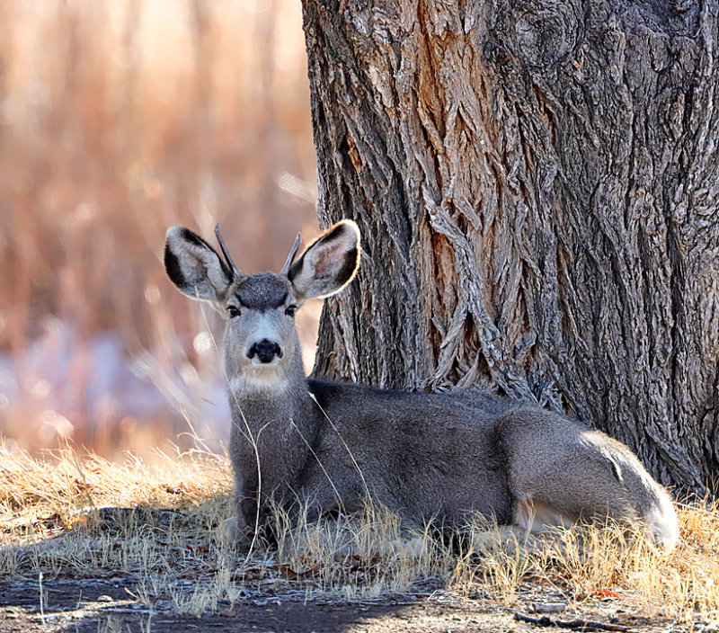 Mule Deer