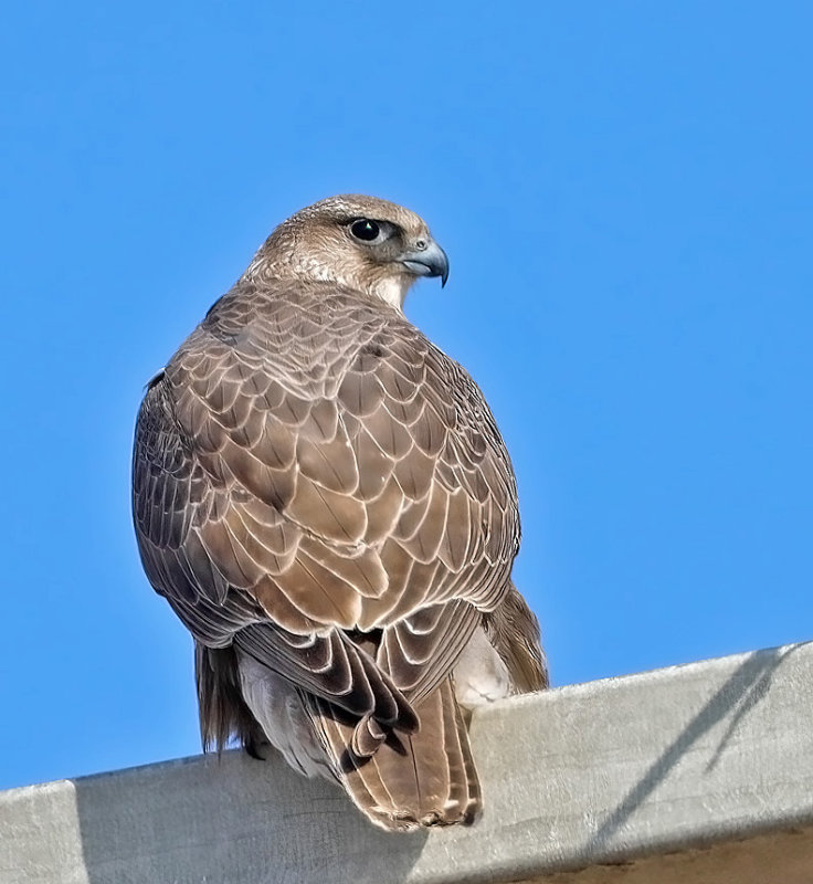 Gyrfalcon