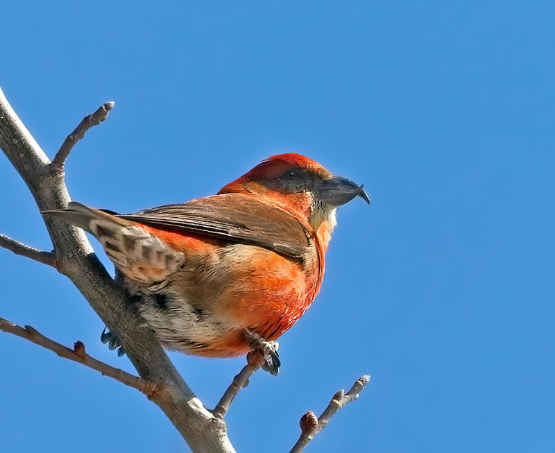 Red Crossbill