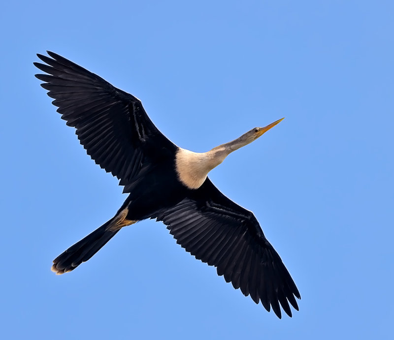 Anhinga