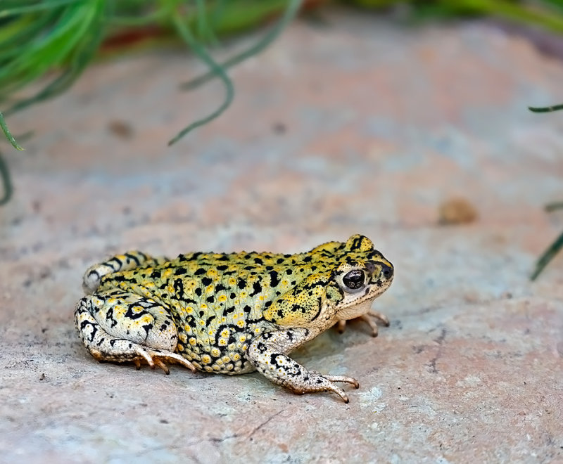 Chihuahuan Green Toad