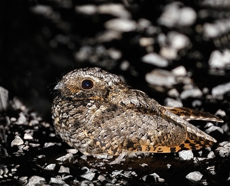 Common Poorwill